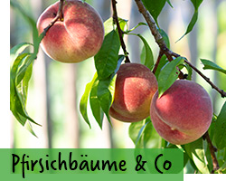 Aprikosen- & Pfirsichbäume
