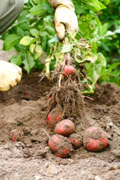 Frühkartoffel Roter Erstling bei der Ernte
