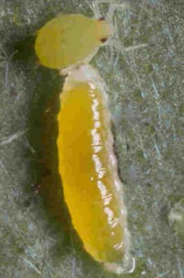Gutscheinkarte<br>Gallmücken<br>Aphidoletes aphidimyza