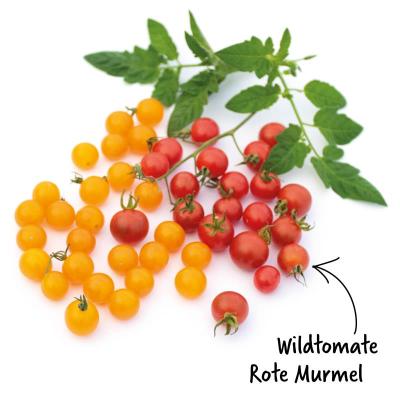 Wildtomate<br>Rote Murmel<br>Pflanze