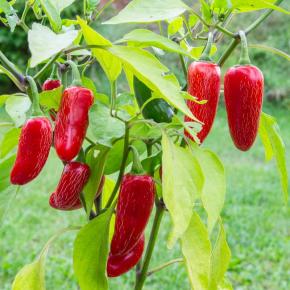 Chili Jalapeno Pflanze