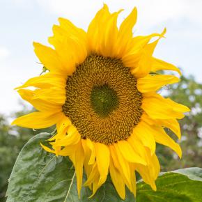 Gründüngung Sonnenblumen