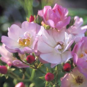Ramblerrose Apple Blossom