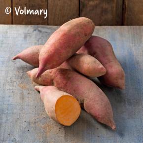 Süßkartoffel Vineland Early Orange Pflanze