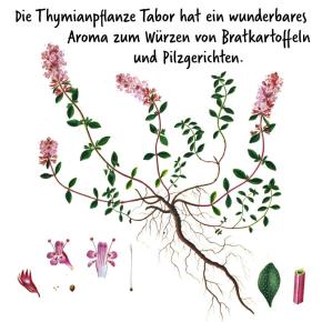 Thymian 'Tabor' Pflanze