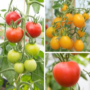Tomaten-Garten
