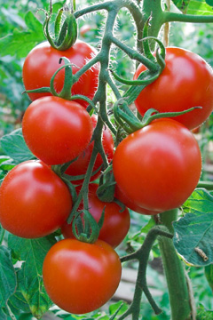 Übersicht Tomatenpflanzen