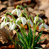 2017 februar biogartenversand hof jeebel