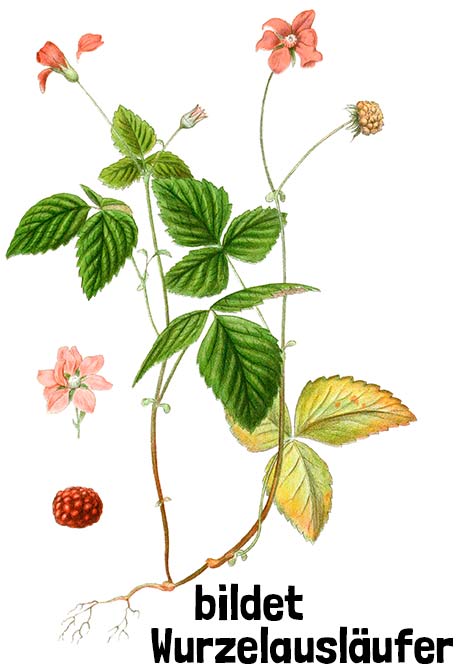 Allackerbeere bildet Wurzelausläufer