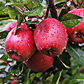 apfelbaum obstbaum pflanzen hof jeebel