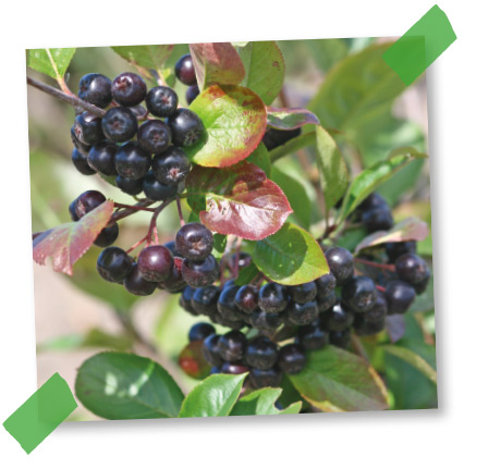Aronia Apfelbeere pflanzen