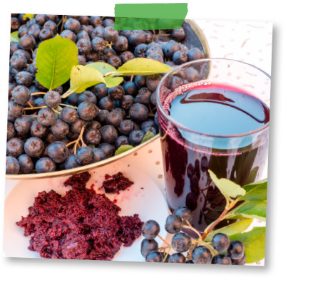 Aronia wann ernten