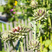 Artischocken anbauen