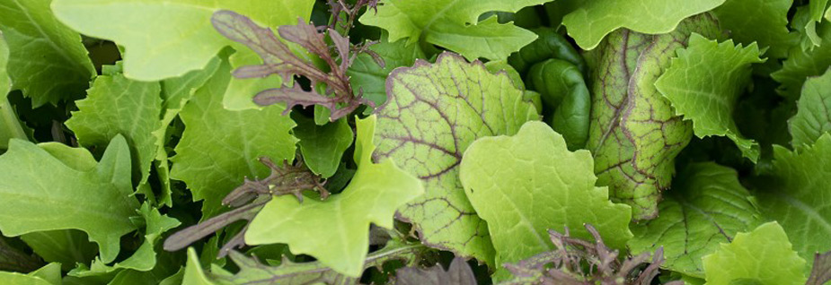 asia salate pflanzanleitung kulturanleitung