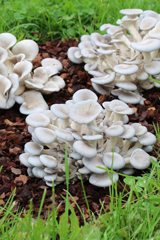 austernpilz_anleitung