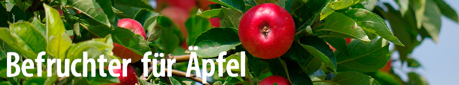 befruchter fuer aepfel apfelbaum