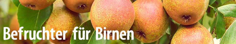 befruchter fuer birnen birnbaum