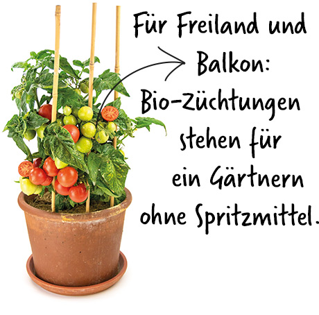 Biosaatgut bestellen fürs Freiland oder den Balkon
