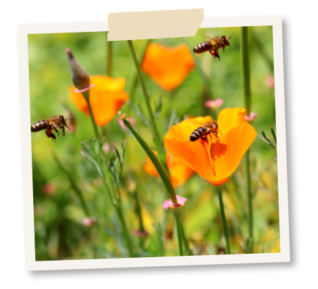 blumen fuer insekten aussaen