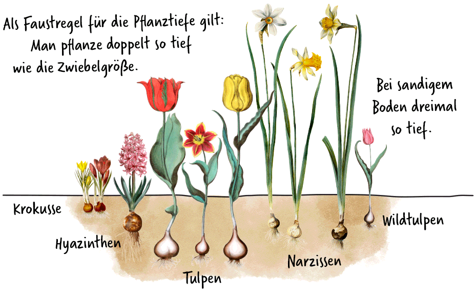 Pflanztiefe von Blumenzwiebeln
