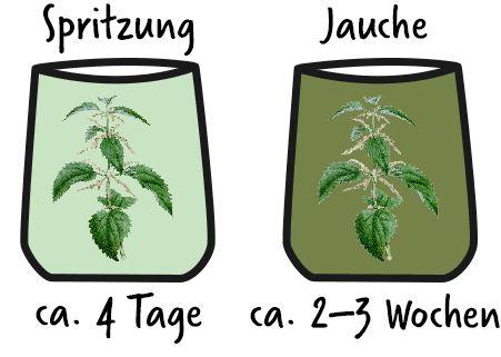 Brennnesseljauche Spritzung und Dünger