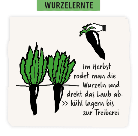 Chicoree Wurzeln ernten