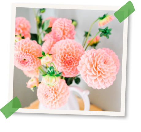 dahlie pflanzen blumenstrauss