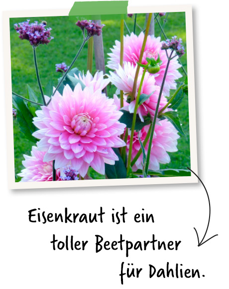 dahlien mischkultur eisenkraut