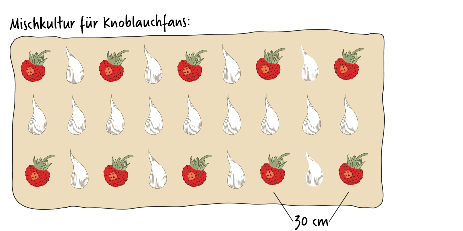 erdbeerbeet mischkultur knoblauchfans.gif