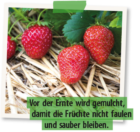 erdbeeren mulchen
