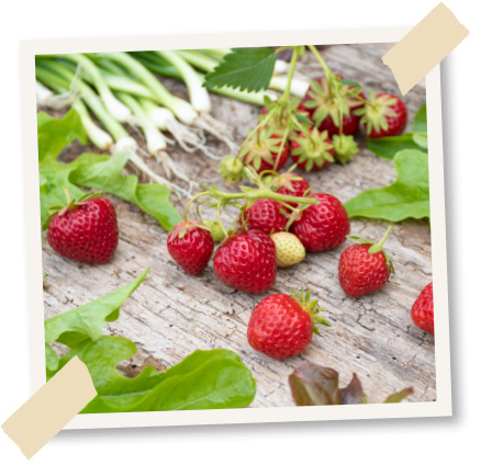 erdbeeren fuettern