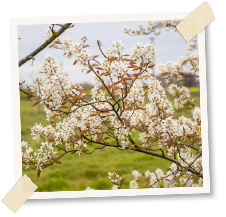 gartenkalender mai 2022