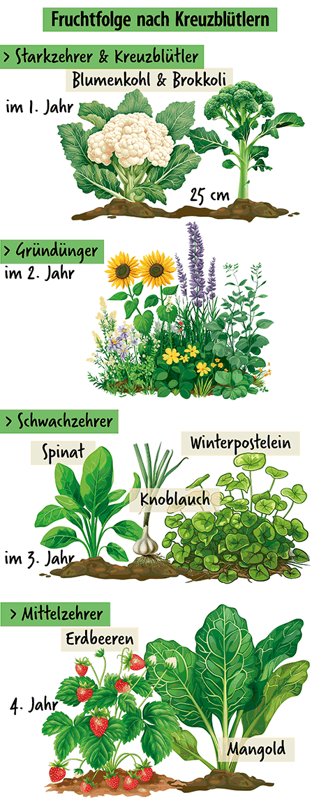 Blumenkohl Brokkoli pflanzen Fruchtfolge