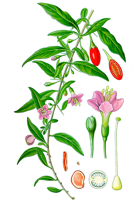 Goji Beeren Pflanzen