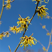 hamamelis blueht im januar