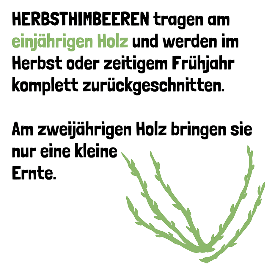 Herbst Himbeere wann schneiden