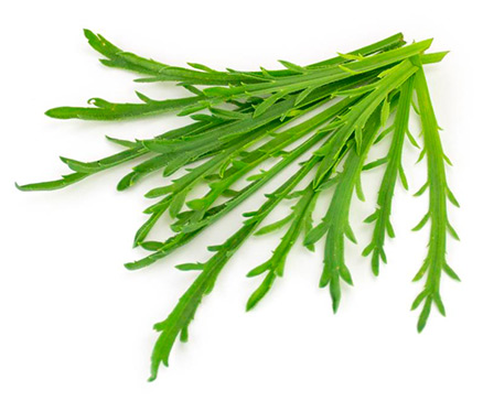 hirschhornsalat wintergemuese