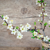 hof jeebel newsletter obstzweig maerz 2019