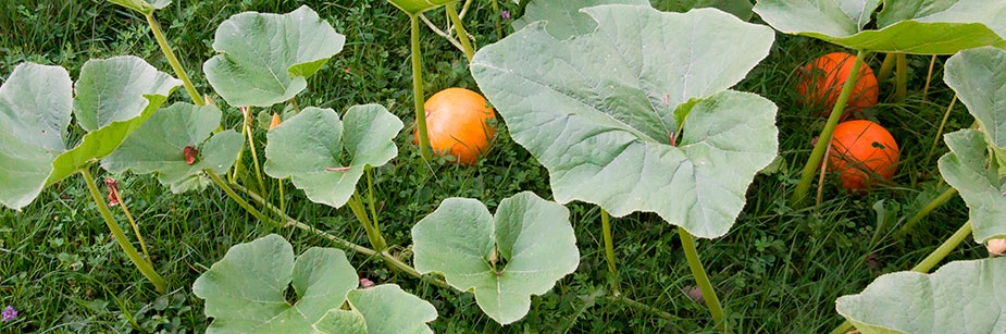 hokkaido kuerbis pflanzanleitung biogarten