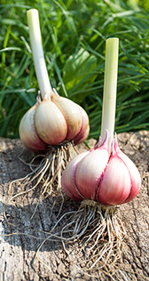knoblauch pflanzanleitung biogartenversand