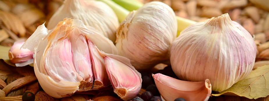 knoblauch pflanzanleitung pflanztipps hof jeebel