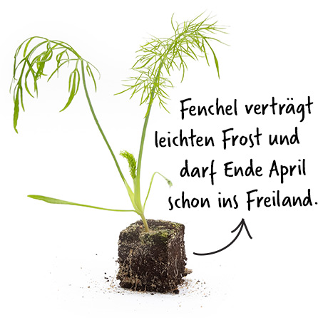 knollenfenchel jungpflanze erdballen