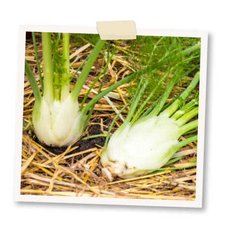 knollenfenchel pflanzen