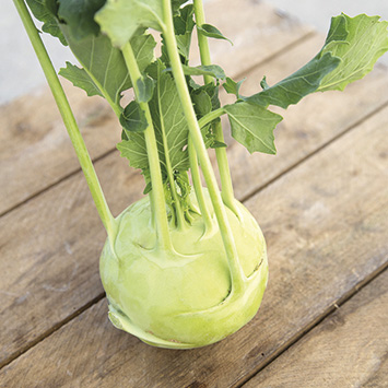 kohlrabi auslese frueh hof jeebel biogartenversand