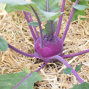 kohlrabi blauer speck hof jeebel biogartenversand