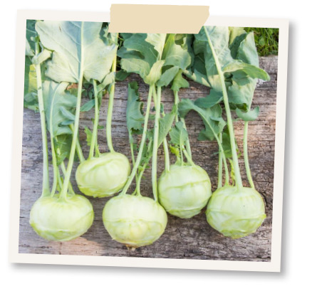 kohlrabi dario wintergemuese
