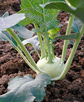 kohlrabi hof jeebel biogartenversand