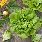 kopfsalat schnittsalat kulturanleitung