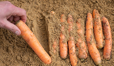 gartenkalender mai 2022