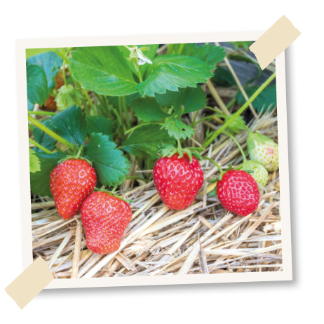 mara de bois monatserdbeere pflanzzeit august